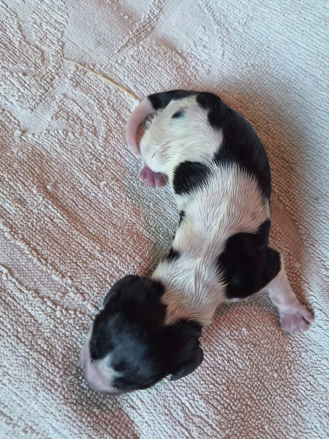 Du Domaine Des Crocs D'Ivoire - Chiots disponibles - Cocker Spaniel Anglais