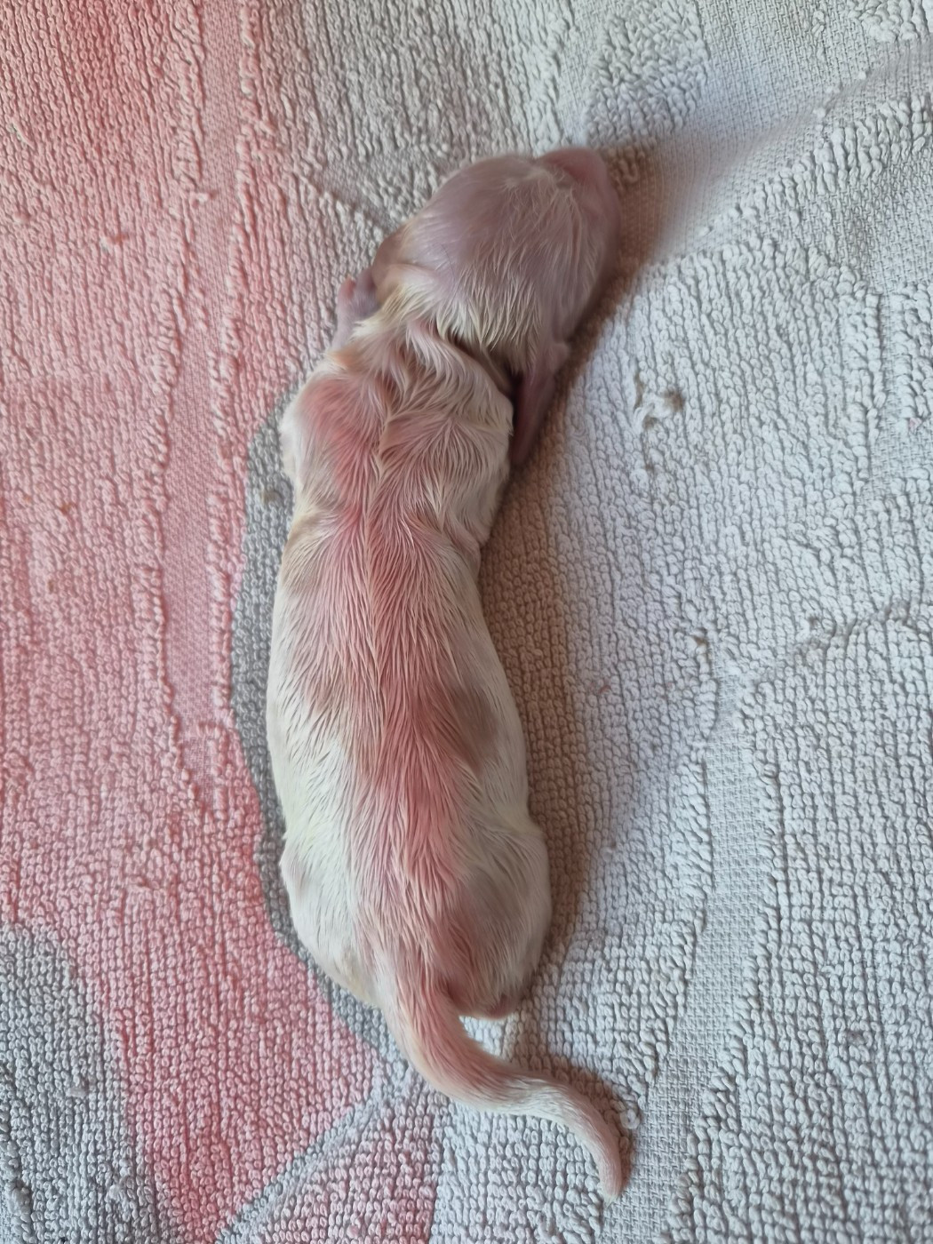 Du Domaine Des Crocs D'Ivoire - Chiots disponibles - Cocker Spaniel Anglais