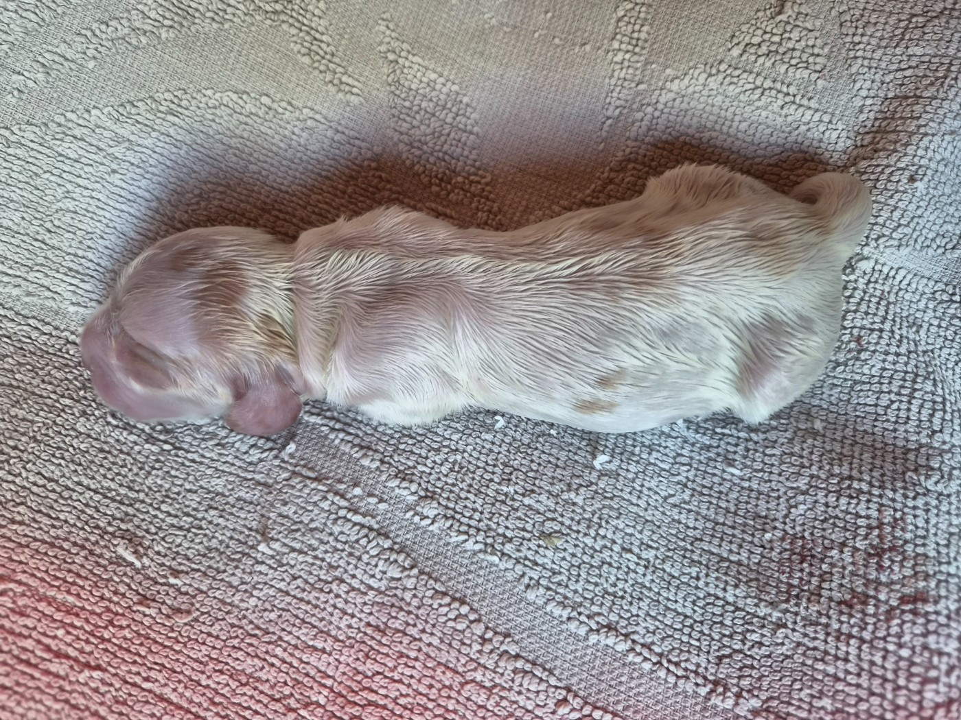 Du Domaine Des Crocs D'Ivoire - Chiots disponibles - Cocker Spaniel Anglais