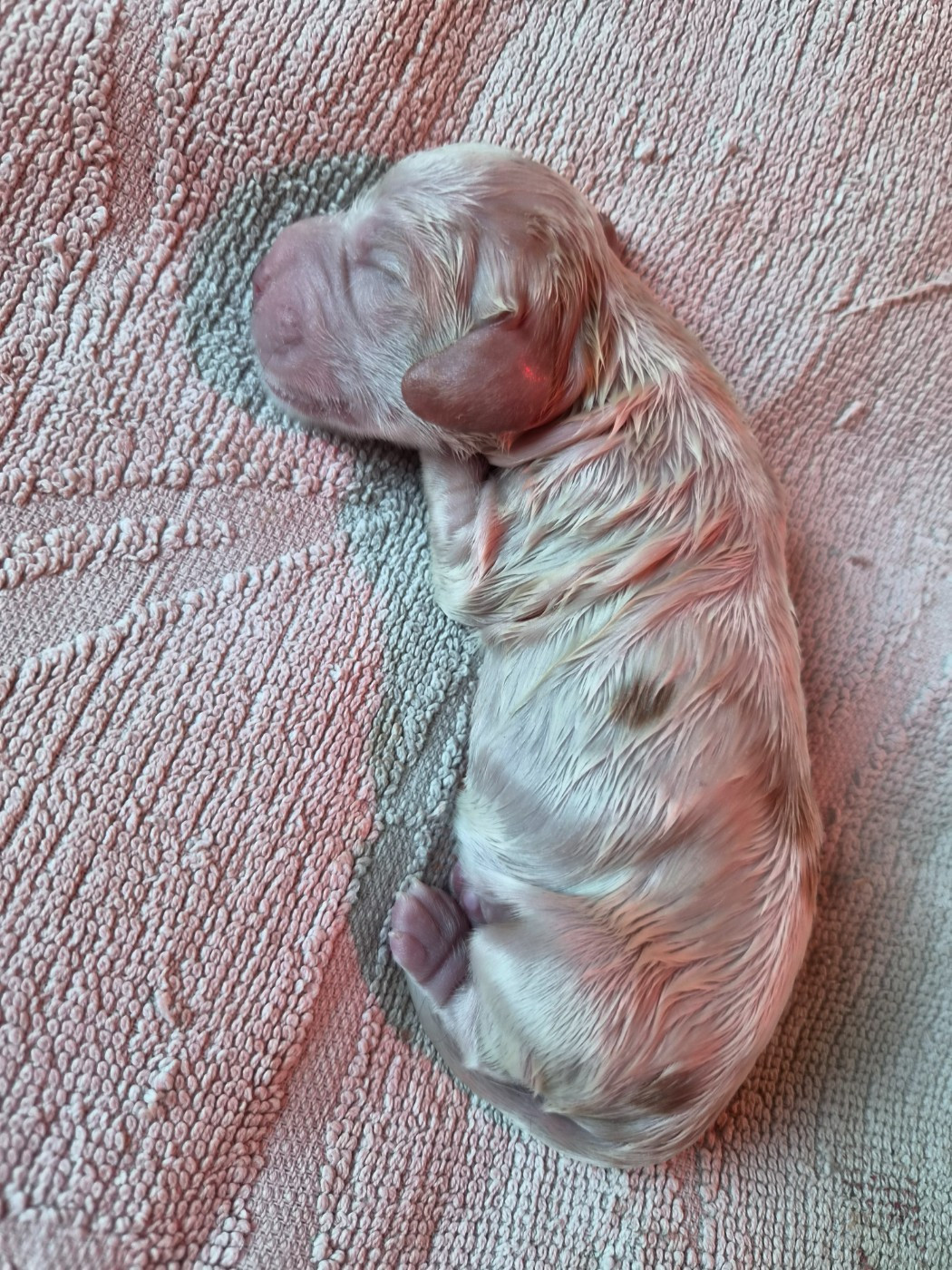 Du Domaine Des Crocs D'Ivoire - Chiots disponibles - Cocker Spaniel Anglais