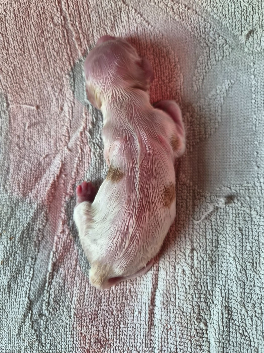 Du Domaine Des Crocs D'Ivoire - Chiots disponibles - Cocker Spaniel Anglais