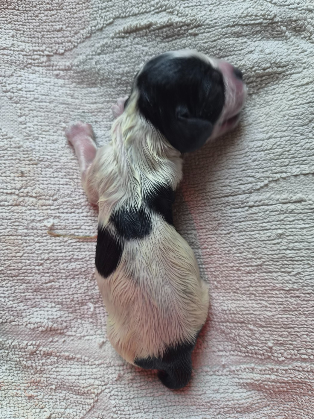 Du Domaine Des Crocs D'Ivoire - Chiots disponibles - Cocker Spaniel Anglais