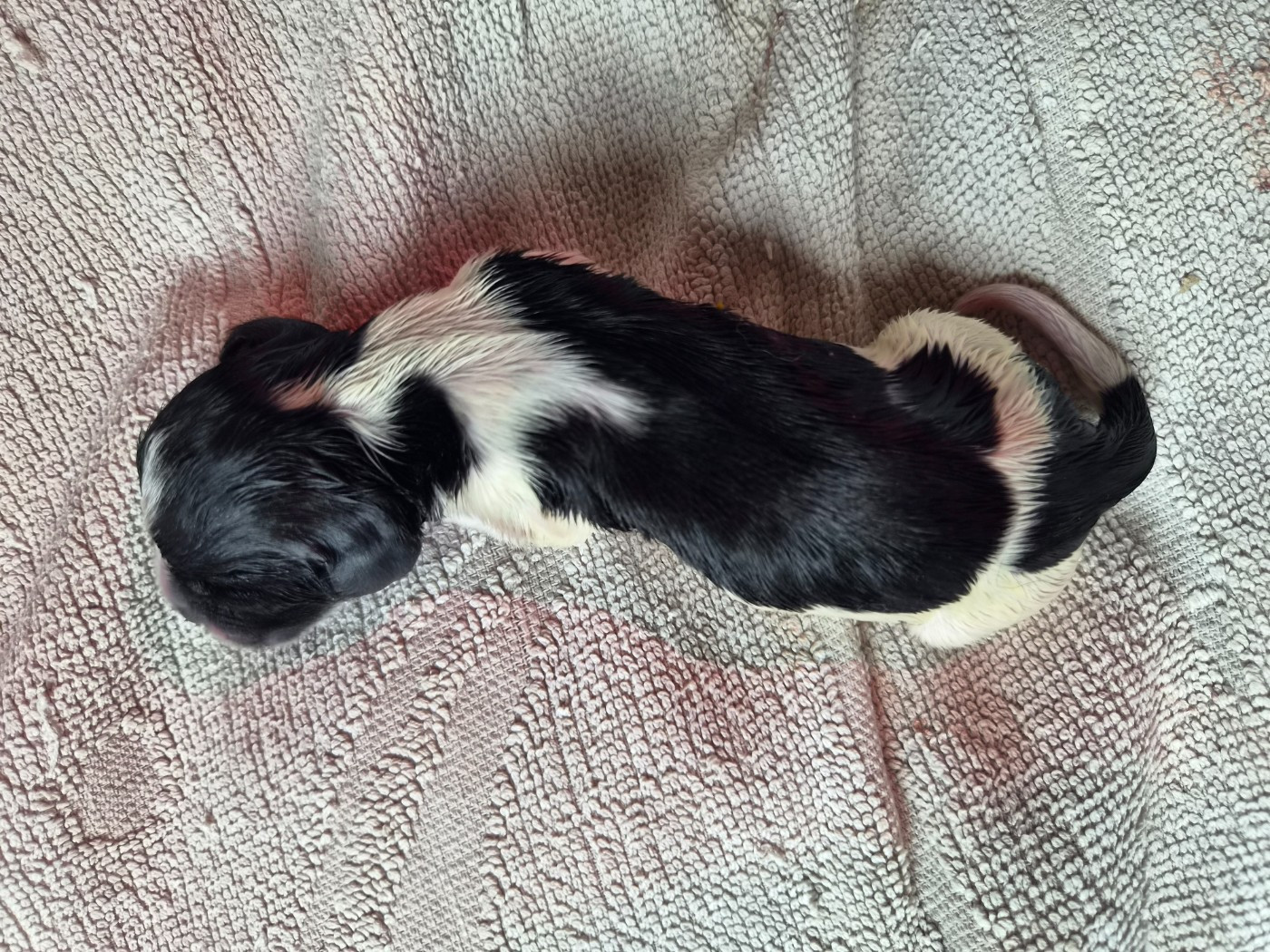 Du Domaine Des Crocs D'Ivoire - Chiots disponibles - Cocker Spaniel Anglais