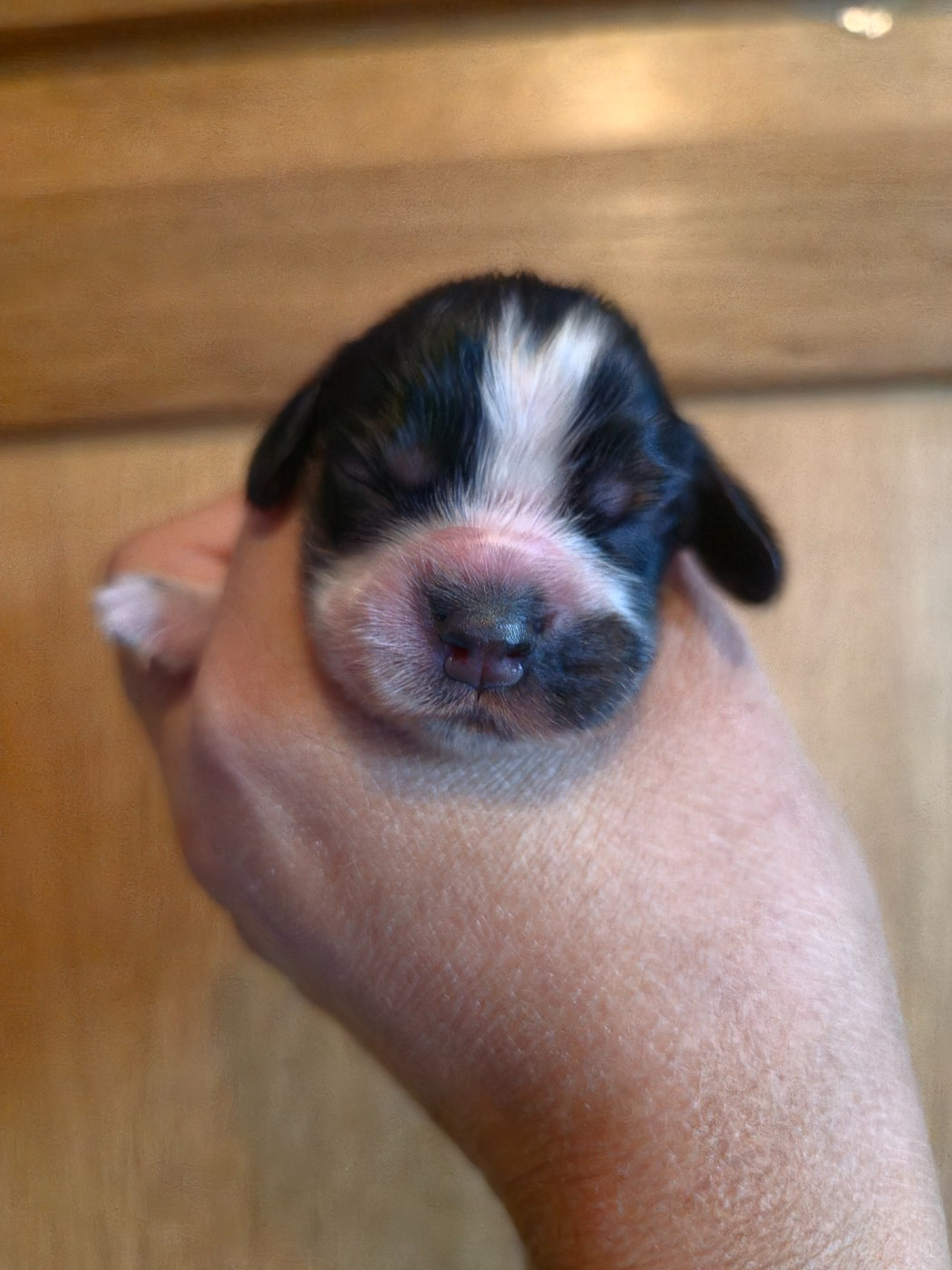 Du Domaine Des Crocs D'Ivoire - Chiots disponibles - Cocker Spaniel Anglais