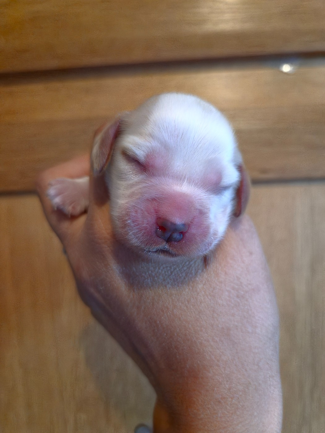 Du Domaine Des Crocs D'Ivoire - Chiots disponibles - Cocker Spaniel Anglais
