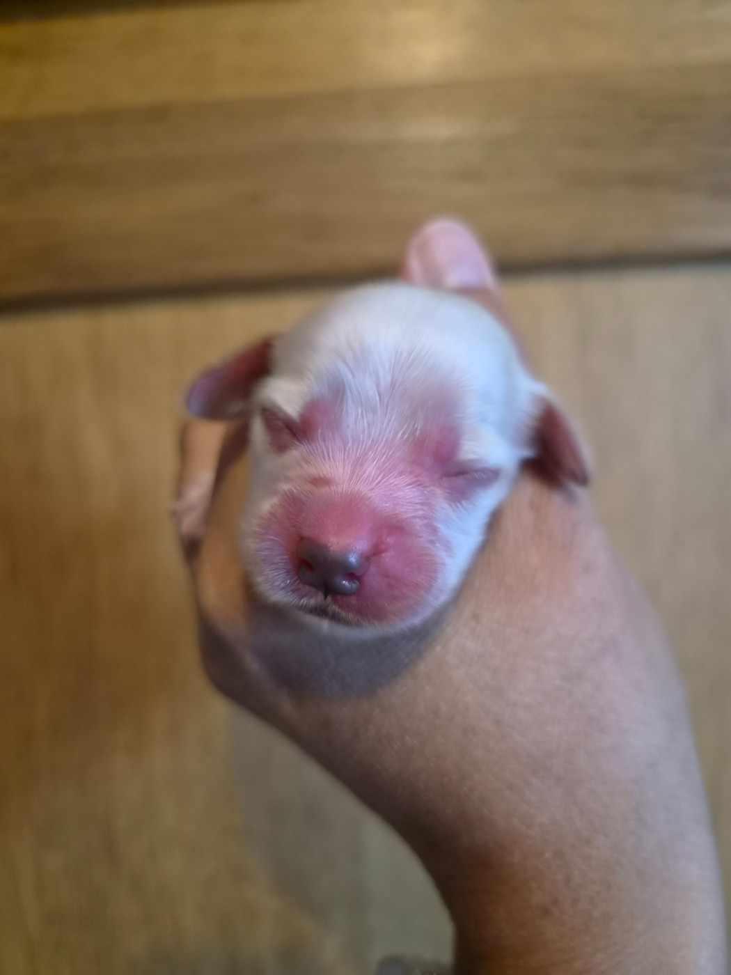 Du Domaine Des Crocs D'Ivoire - Chiots disponibles - Cocker Spaniel Anglais
