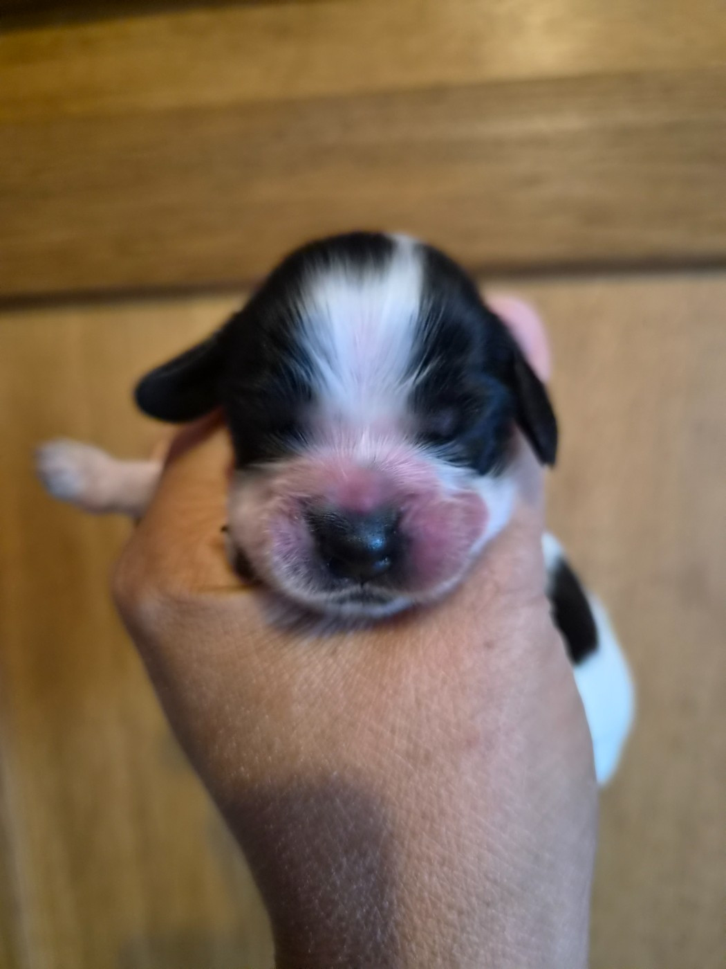 Du Domaine Des Crocs D'Ivoire - Chiots disponibles - Cocker Spaniel Anglais