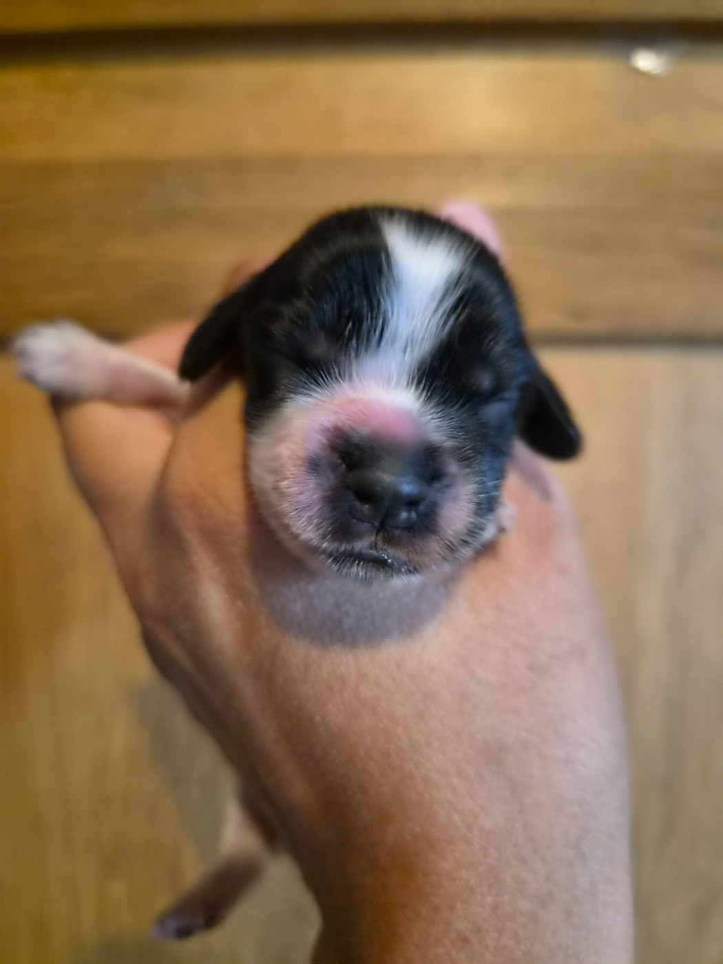 Du Domaine Des Crocs D'Ivoire - Chiots disponibles - Cocker Spaniel Anglais