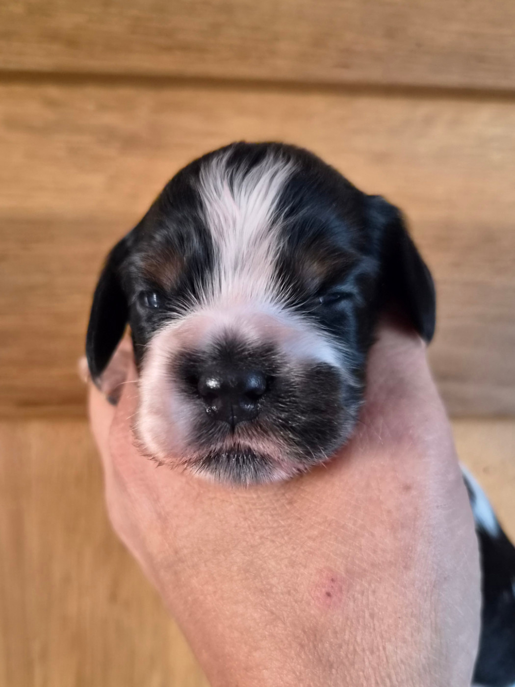Du Domaine Des Crocs D'Ivoire - Chiots disponibles - Cocker Spaniel Anglais