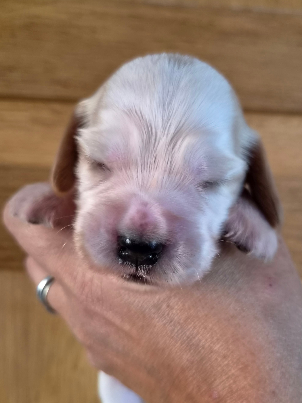 Du Domaine Des Crocs D'Ivoire - Chiots disponibles - Cocker Spaniel Anglais