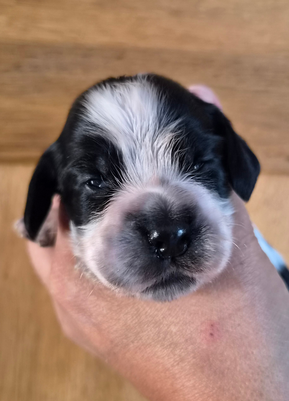 Du Domaine Des Crocs D'Ivoire - Chiots disponibles - Cocker Spaniel Anglais