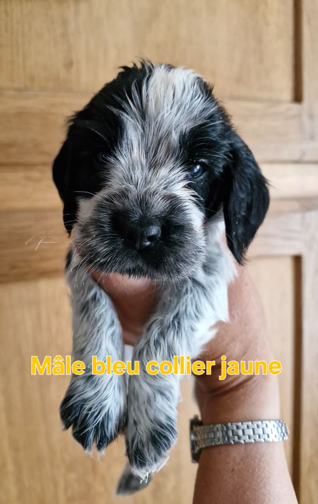 Du Domaine Des Crocs D'Ivoire - Chiots disponibles - Cocker Spaniel Anglais