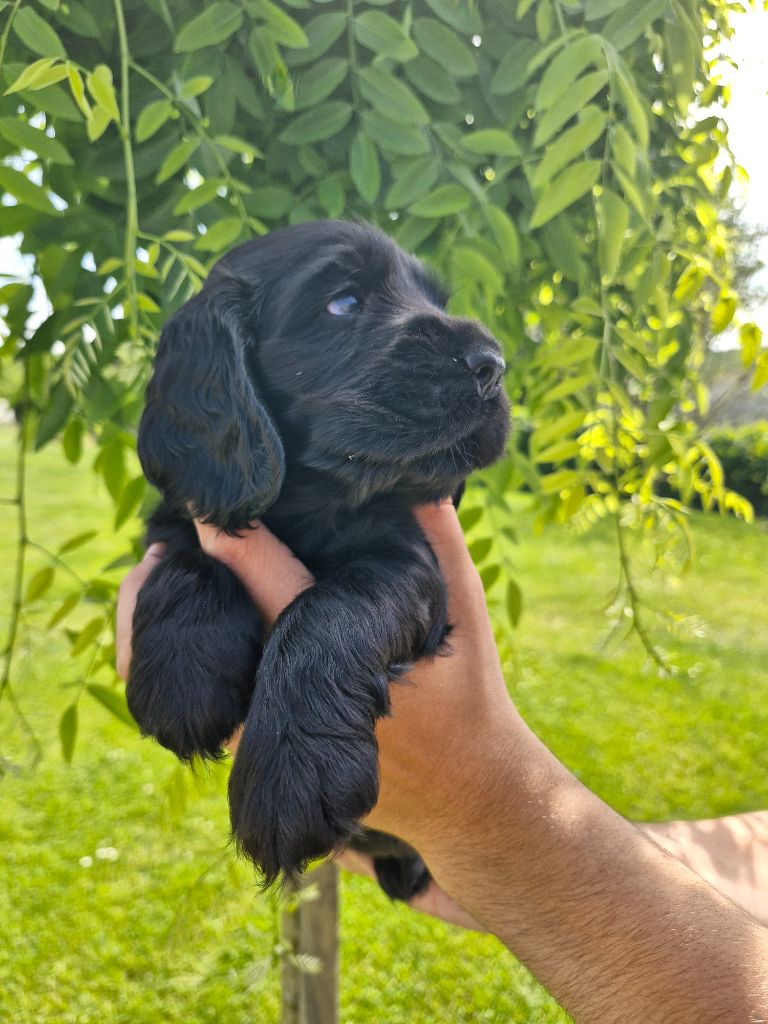 Du Domaine Des Crocs D'Ivoire - Chiots disponibles - Cocker Spaniel Anglais