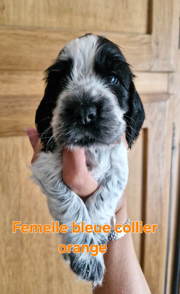 Du Domaine Des Crocs D'Ivoire - Chiots disponibles - Cocker Spaniel Anglais
