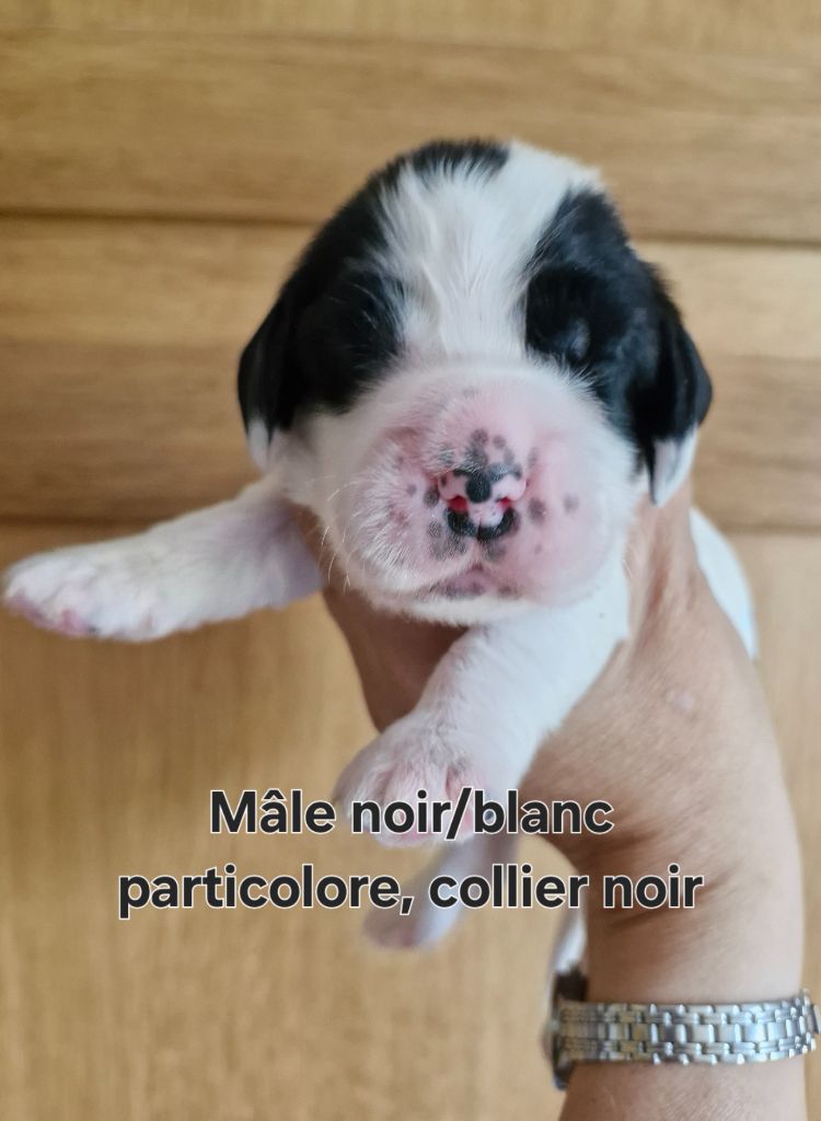 Du Domaine Des Crocs D'Ivoire - Chiots disponibles - Cocker Spaniel Anglais