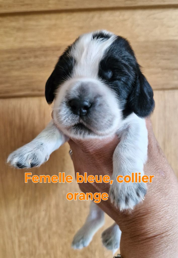 Du Domaine Des Crocs D'Ivoire - Chiots disponibles - Cocker Spaniel Anglais