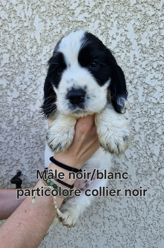 Du Domaine Des Crocs D'Ivoire - Chiots disponibles - Cocker Spaniel Anglais