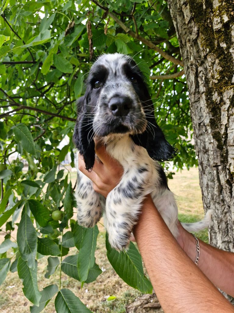 Du Domaine Des Crocs D'Ivoire - Chiots disponibles - Cocker Spaniel Anglais