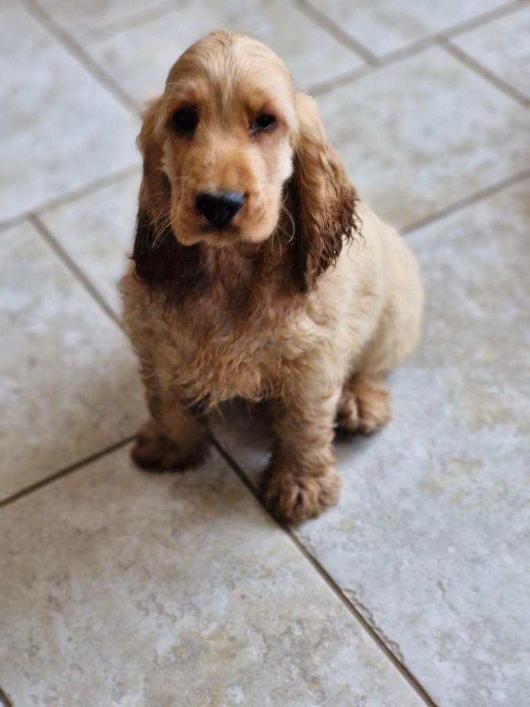 Du Domaine Des Crocs D'Ivoire - Chiots disponibles - Cocker Spaniel Anglais