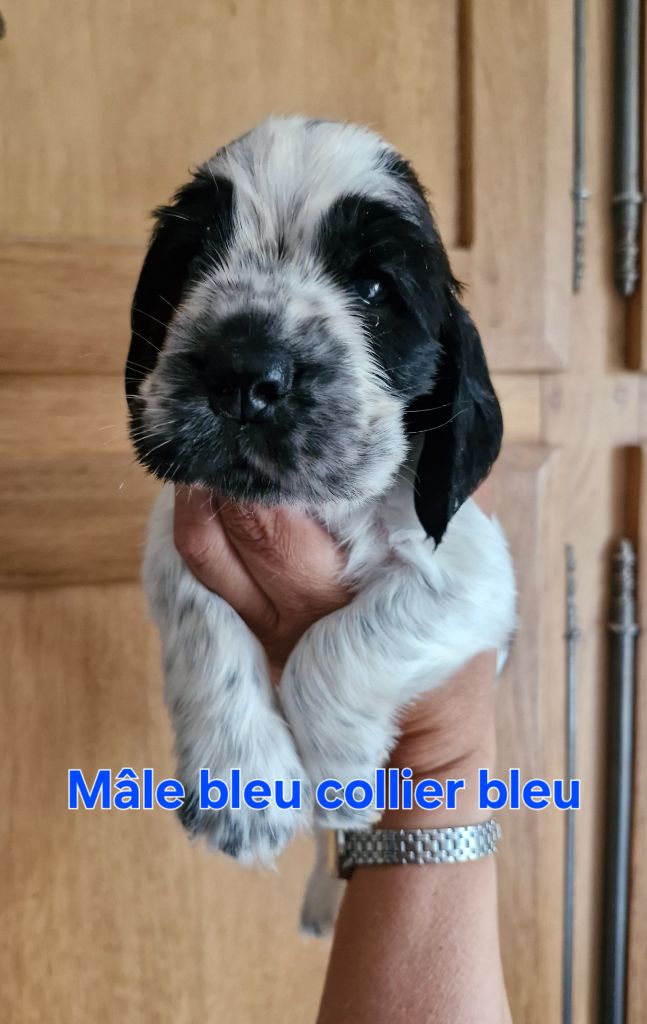 Du Domaine Des Crocs D'Ivoire - Chiots disponibles - Cocker Spaniel Anglais