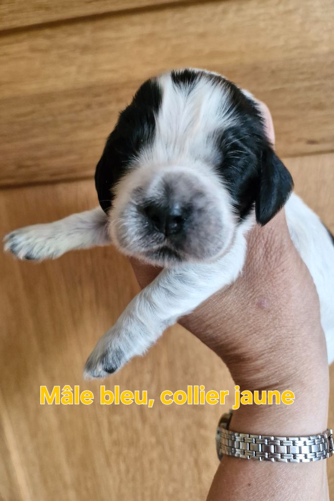 Du Domaine Des Crocs D'Ivoire - Chiots disponibles - Cocker Spaniel Anglais