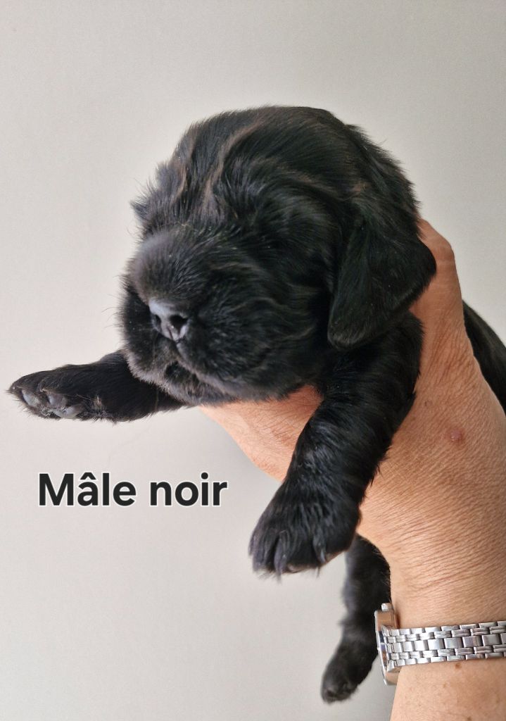 Du Domaine Des Crocs D'Ivoire - Chiots disponibles - Cocker Spaniel Anglais