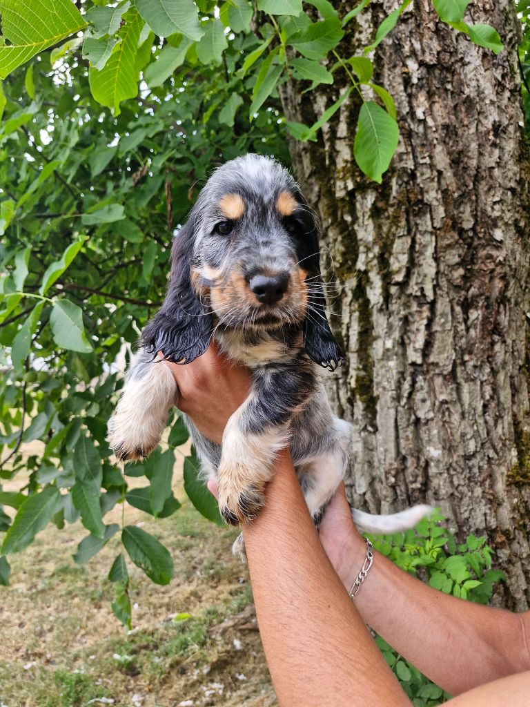 Du Domaine Des Crocs D'Ivoire - Chiots disponibles - Cocker Spaniel Anglais