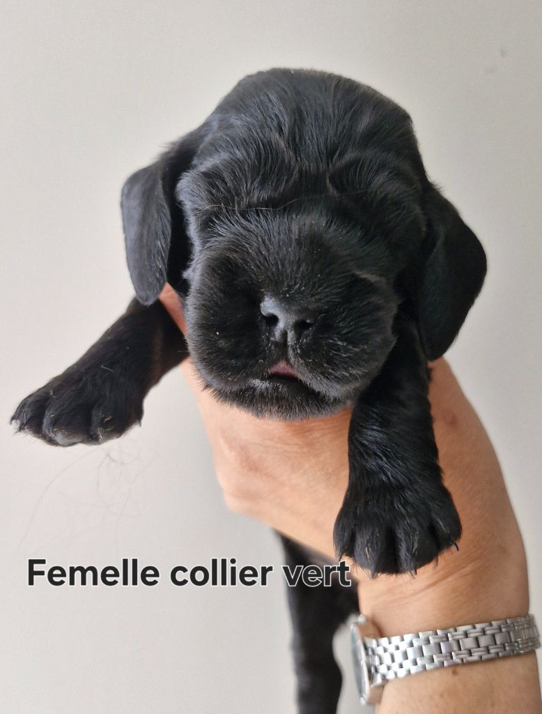 Du Domaine Des Crocs D'Ivoire - Chiots disponibles - Cocker Spaniel Anglais