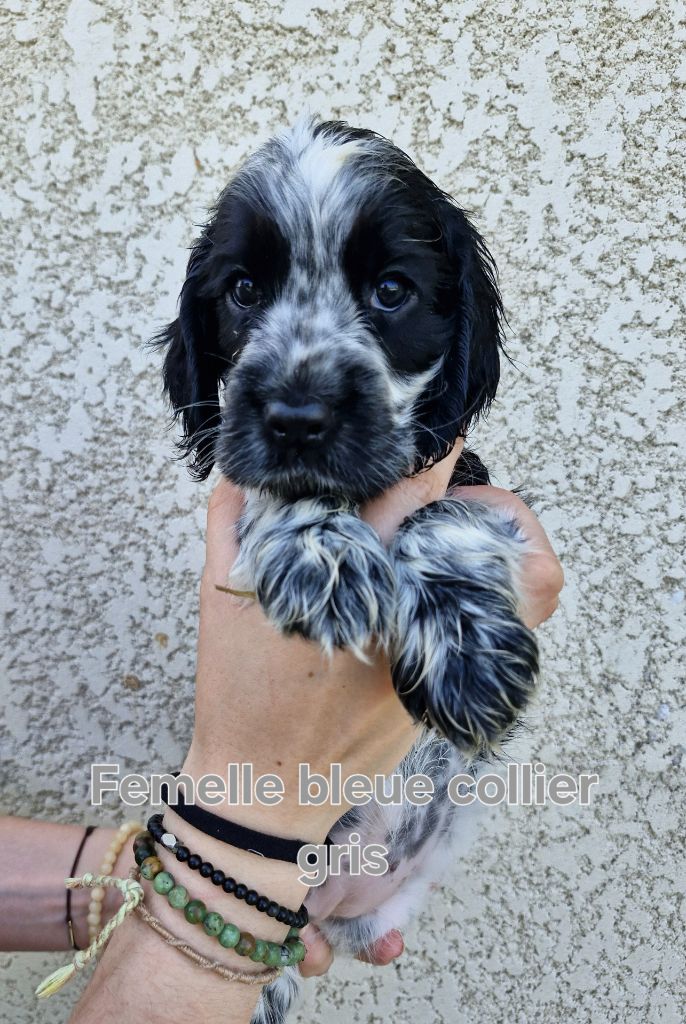 Du Domaine Des Crocs D'Ivoire - Chiots disponibles - Cocker Spaniel Anglais