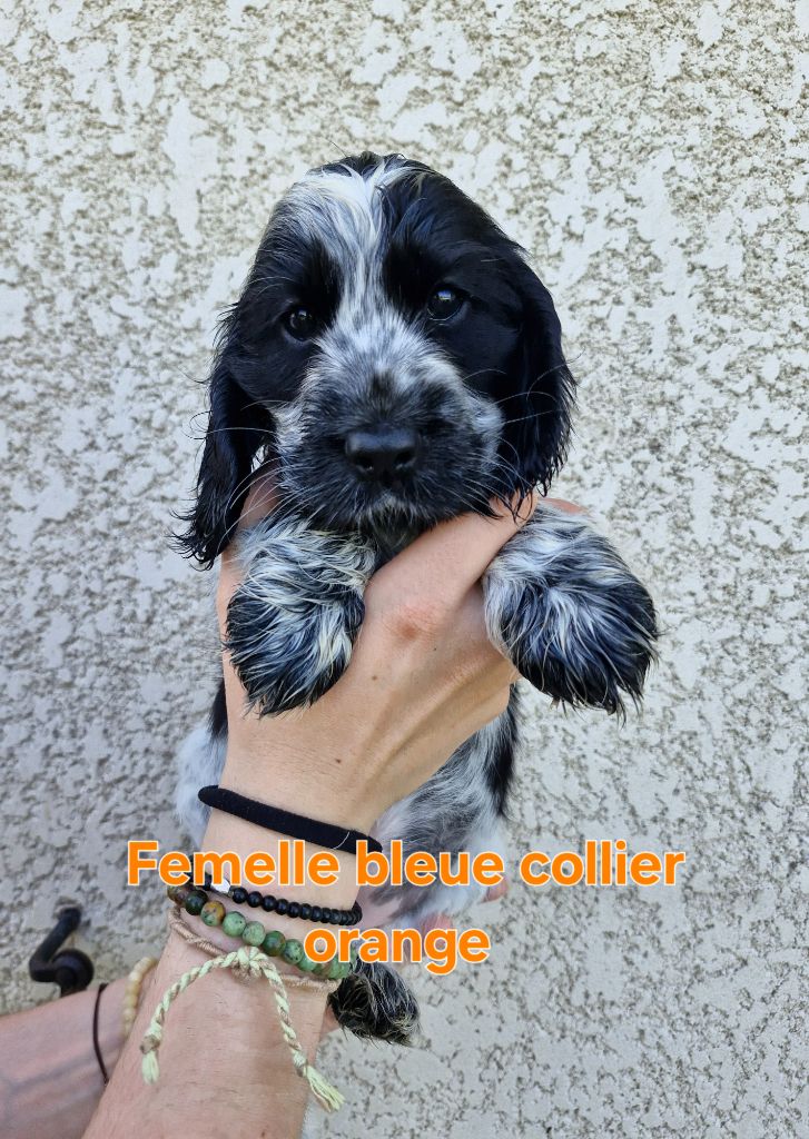 Du Domaine Des Crocs D'Ivoire - Chiots disponibles - Cocker Spaniel Anglais