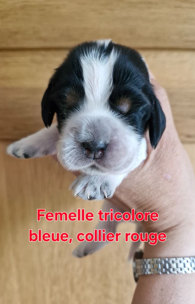 Du Domaine Des Crocs D'Ivoire - Chiots disponibles - Cocker Spaniel Anglais