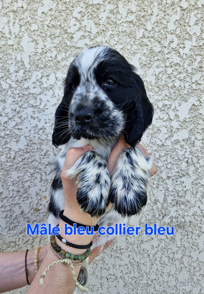 Du Domaine Des Crocs D'Ivoire - Chiots disponibles - Cocker Spaniel Anglais