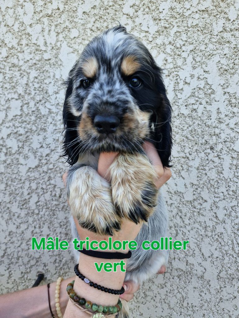 Du Domaine Des Crocs D'Ivoire - Chiots disponibles - Cocker Spaniel Anglais