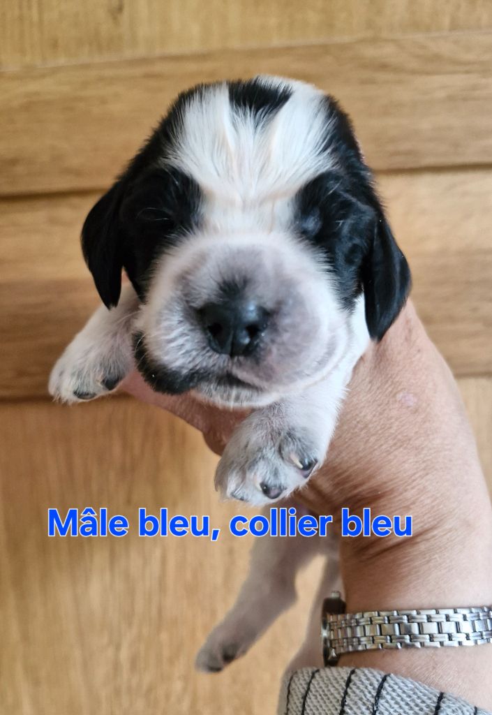 Du Domaine Des Crocs D'Ivoire - Chiots disponibles - Cocker Spaniel Anglais