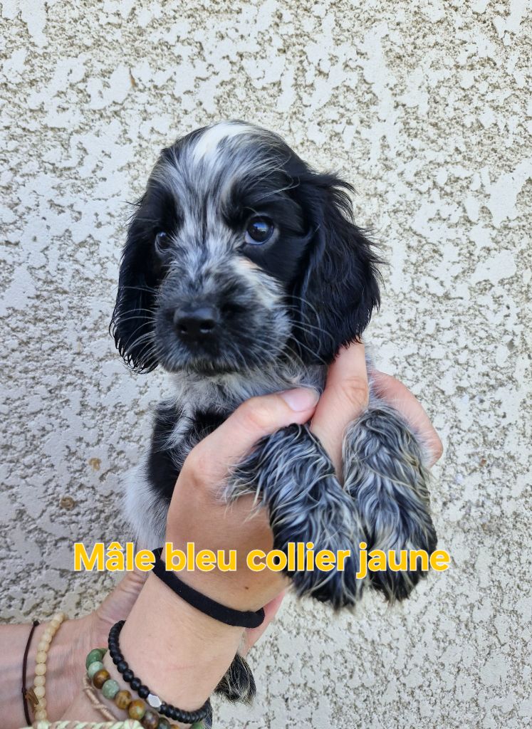 Du Domaine Des Crocs D'Ivoire - Chiots disponibles - Cocker Spaniel Anglais