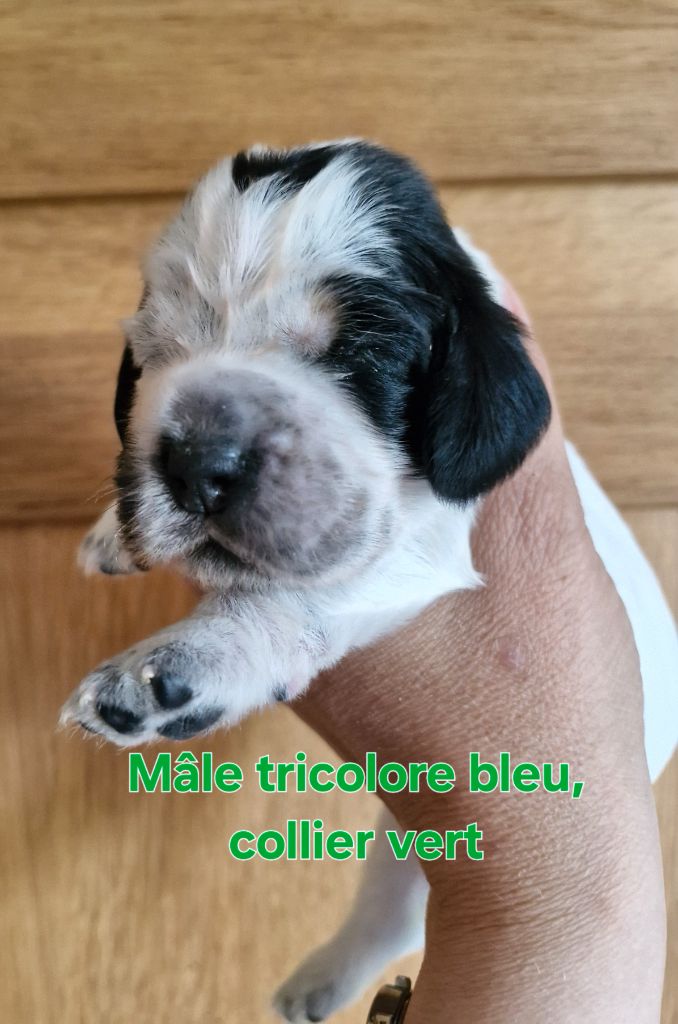 Du Domaine Des Crocs D'Ivoire - Chiots disponibles - Cocker Spaniel Anglais