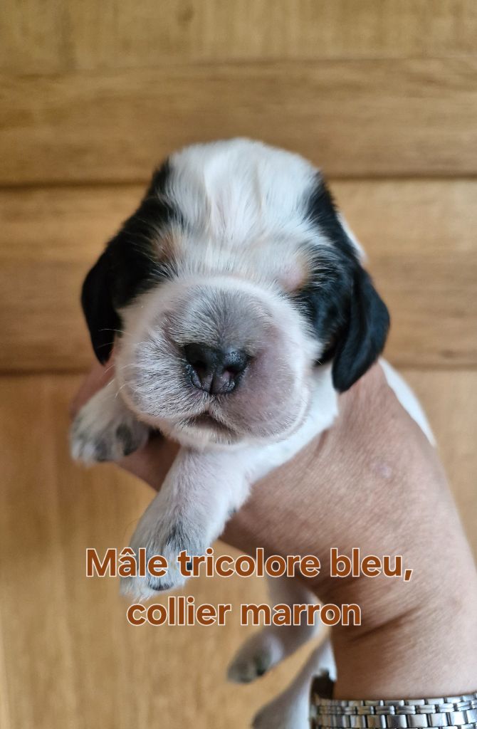 Du Domaine Des Crocs D'Ivoire - Chiots disponibles - Cocker Spaniel Anglais
