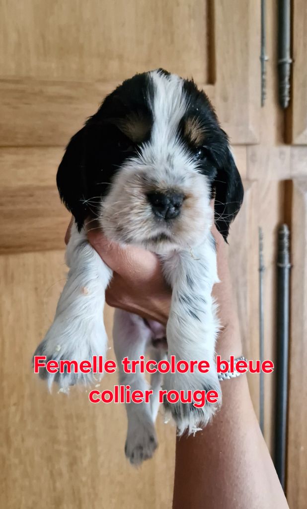 Du Domaine Des Crocs D'Ivoire - Chiots disponibles - Cocker Spaniel Anglais