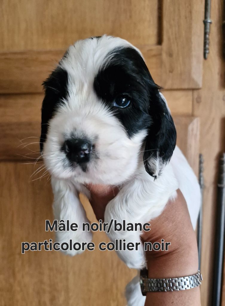 Du Domaine Des Crocs D'Ivoire - Chiots disponibles - Cocker Spaniel Anglais