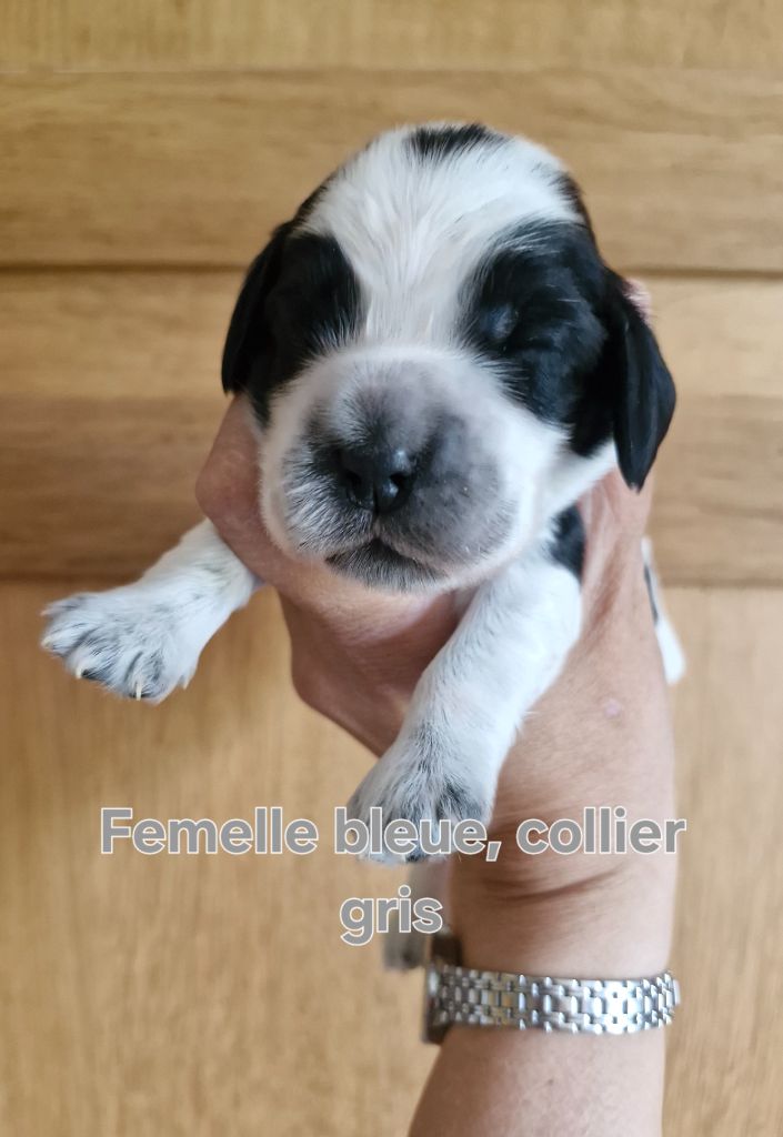 Du Domaine Des Crocs D'Ivoire - Chiots disponibles - Cocker Spaniel Anglais
