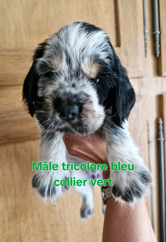 CHIOT 3, COLLIER VERT